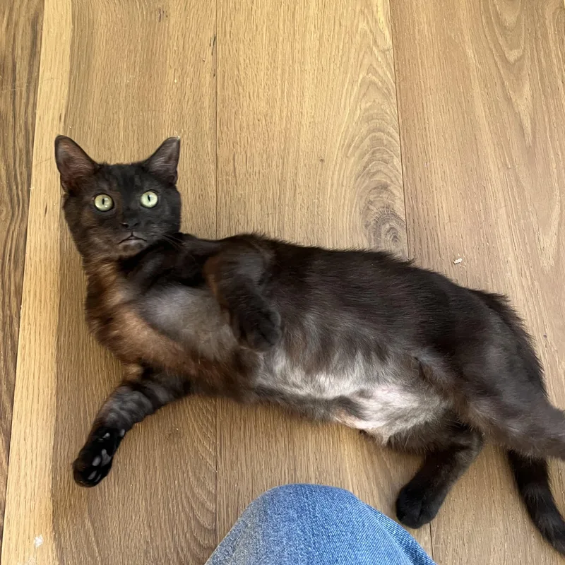 A baby small-sized female Black Domestic Short Hair cat named Luci for adoption in Nashville, TN