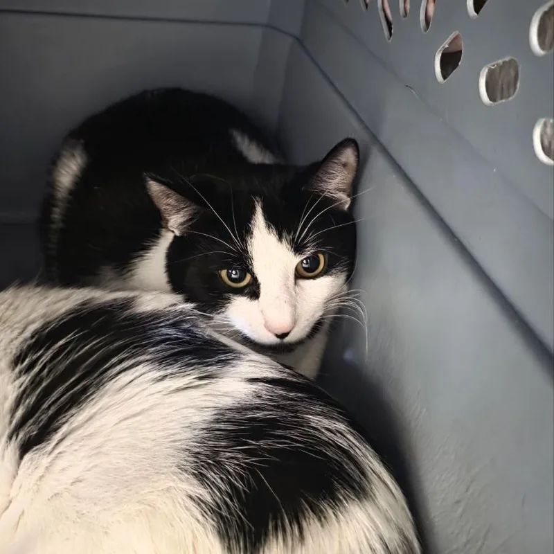 Lucky