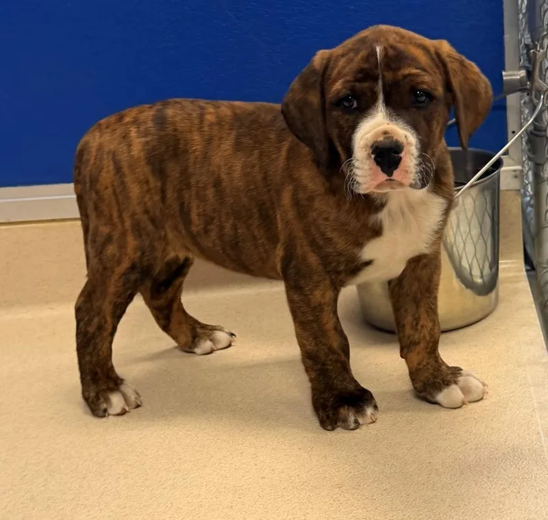 A baby medium-sized male Mastiff dog named Mickey for adoption in Moriarty, NM