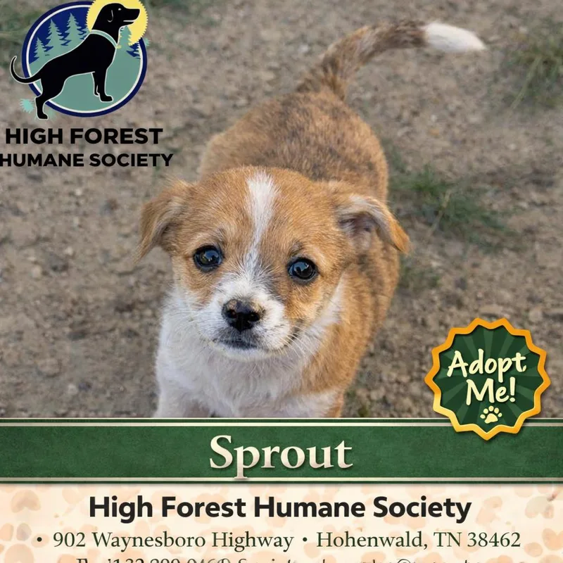 Sprout