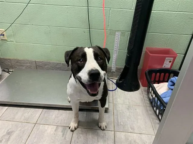 An adult large-sized male Pit Bull Terrier dog named King Kong for adoption in Grand Prairie, TX