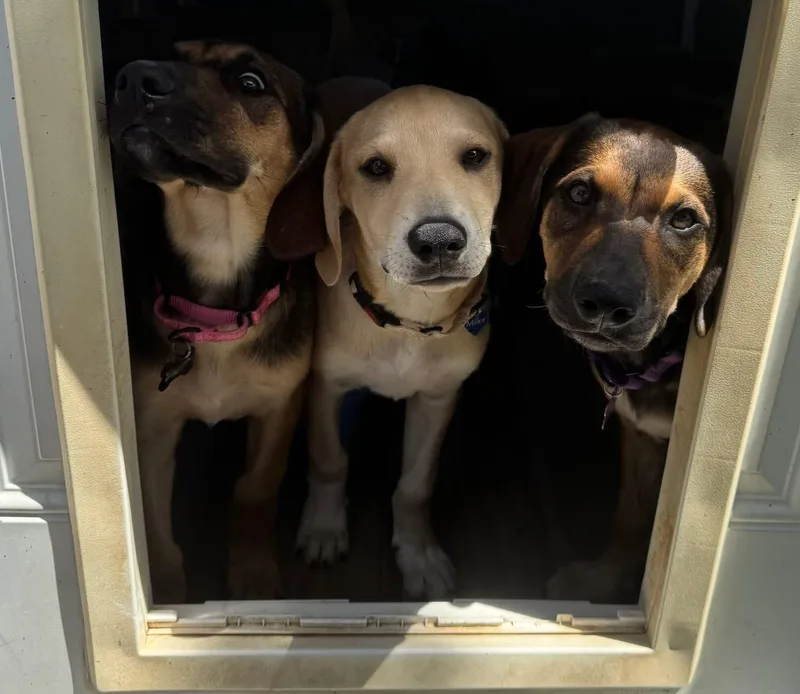 A young large-sized male Hound dog named Stephens for adoption in Southlake, TX