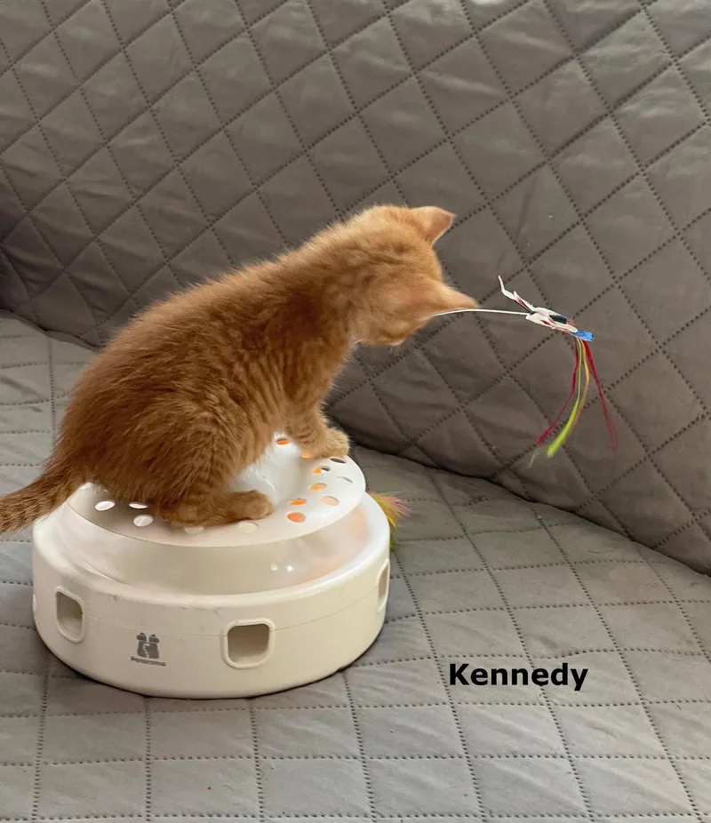 A baby medium-sized male Orange / Red Domestic Short Hair cat named Kennedy for adoption in Buford, GA