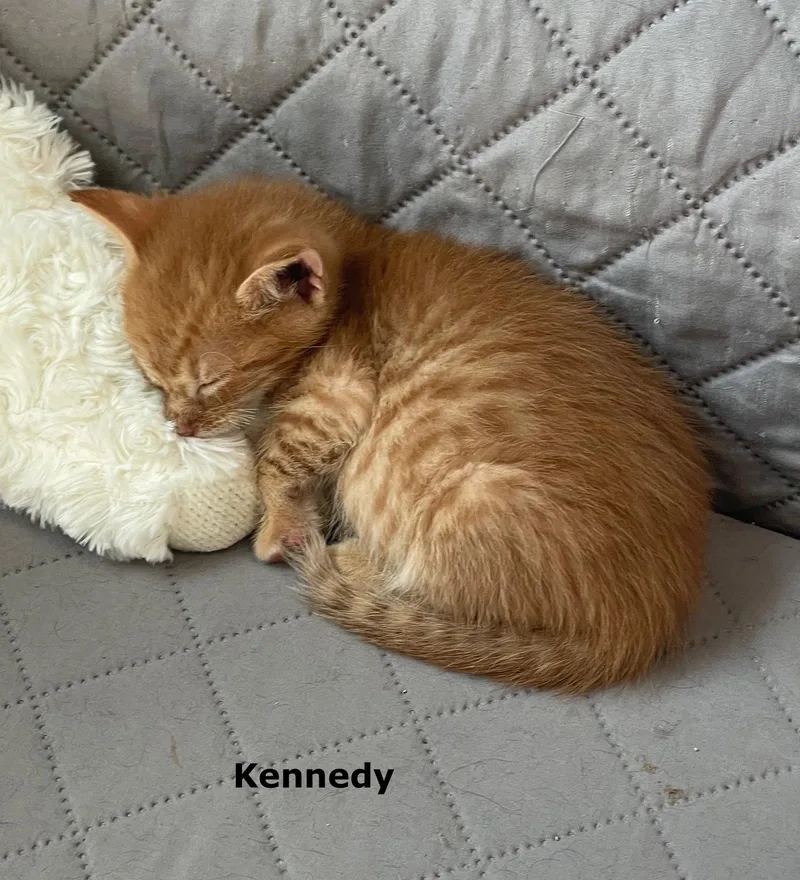 Kennedy thumbnail 2