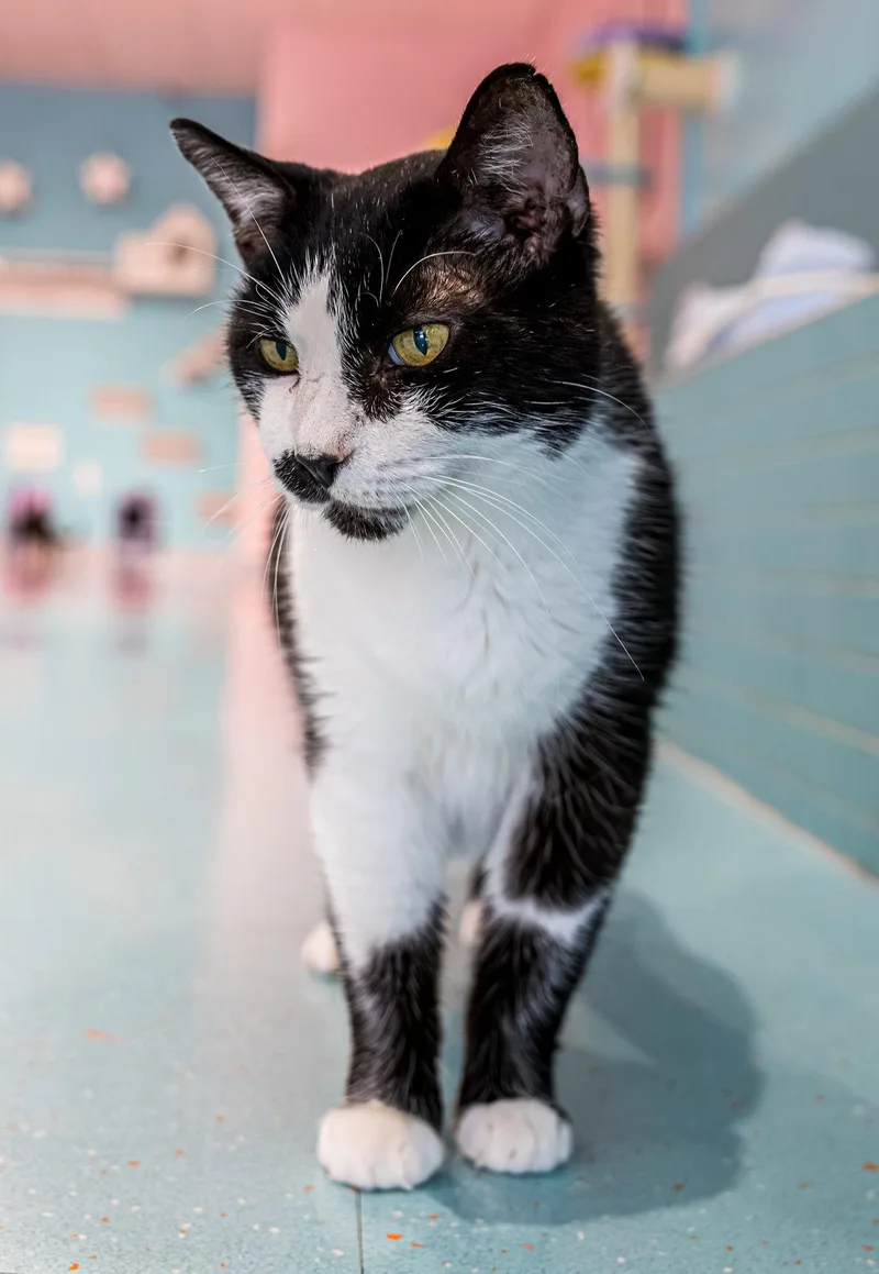 A young medium-sized male Black & White / Tuxedo Domestic Short Hair cat named Starsky Kbc for adoption in Dublin, OH