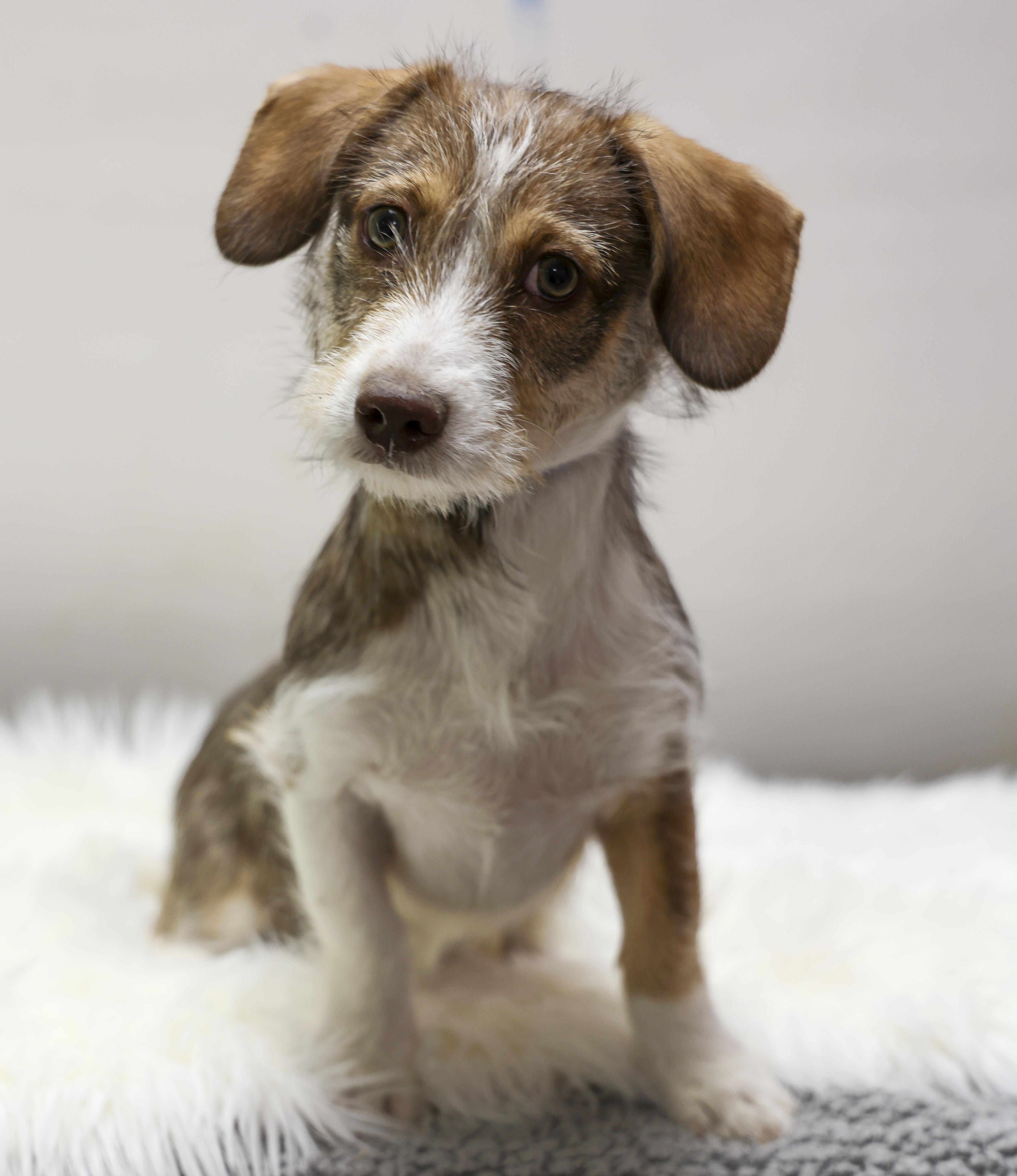 A baby small-sized female Brown / Chocolate Terrier dog named Paisley for adoption in Casa Grande, AZ