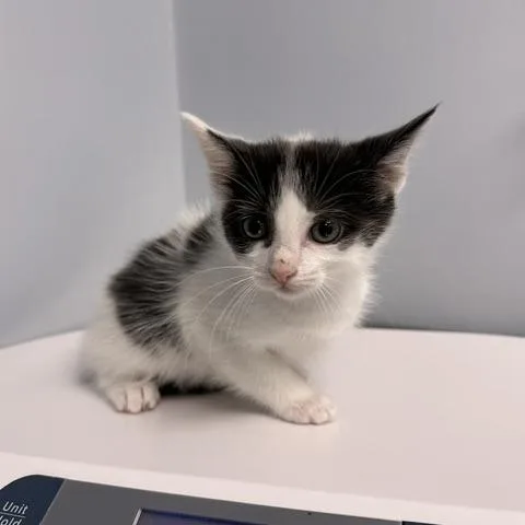 A baby small-sized female White Domestic Short Hair cat named Banshee for adoption in Indianapolis, IN
