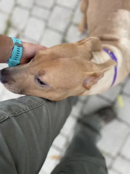 A young medium-sized male Pit Bull Terrier dog named Curry for adoption in Washington, DC