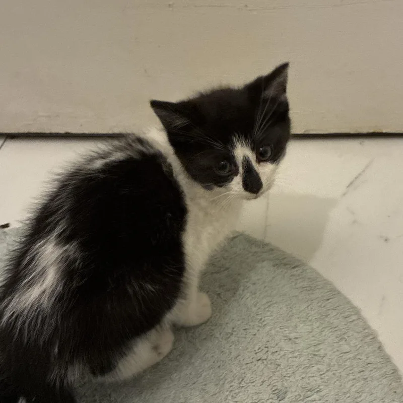 A baby small-sized male Black Domestic Short Hair cat named Sebastian for adoption in Greensboro, NC