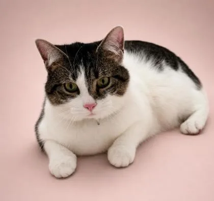 An adult small-sized female Domestic Short Hair cat named Kit Kat for adoption in Bowling Green, KY