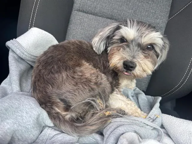 A baby small-sized male Terrier dog named Milo for adoption in San Antonio, TX
