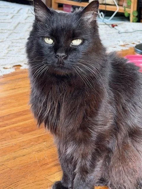 A senior medium-sized male Black Domestic Short Hair cat named Fluffy for adoption in Rockaway, NJ
