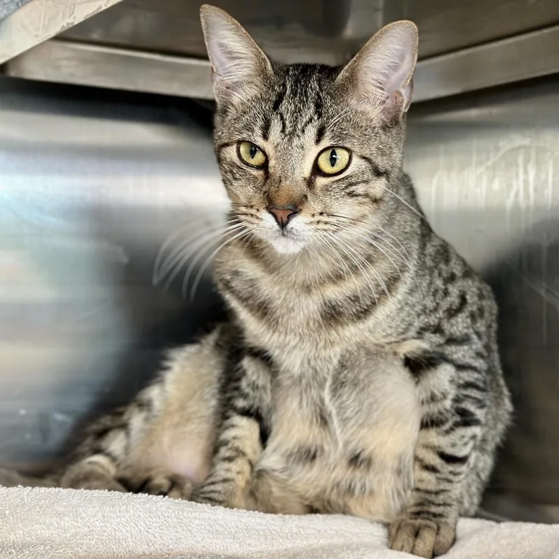 Judge Anderson thumbnail 3