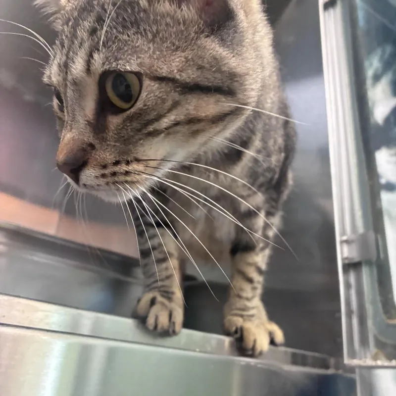 Judge Anderson thumbnail 5