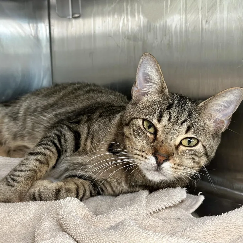 Judge Anderson thumbnail 6