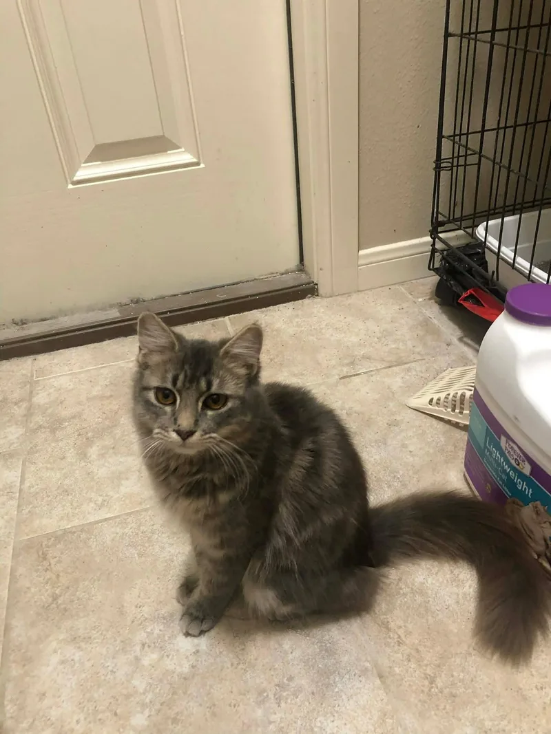 A young medium-sized female Gray & White Domestic Medium Hair cat named Daphne for adoption in Mount Pleasant, TX