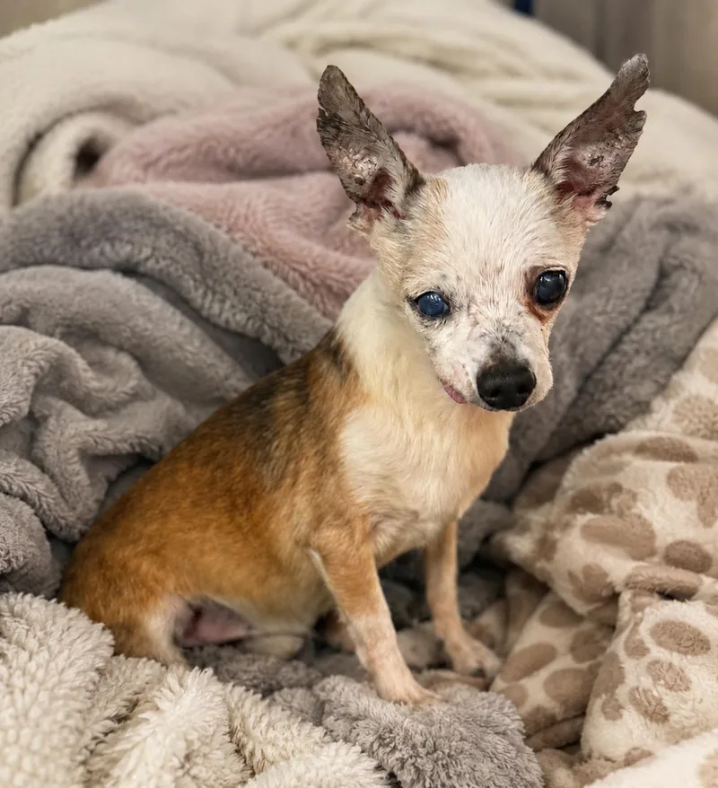 A senior small-sized male Apricot / Beige Chihuahua dog named Archer for adoption in Boca Raton, FL