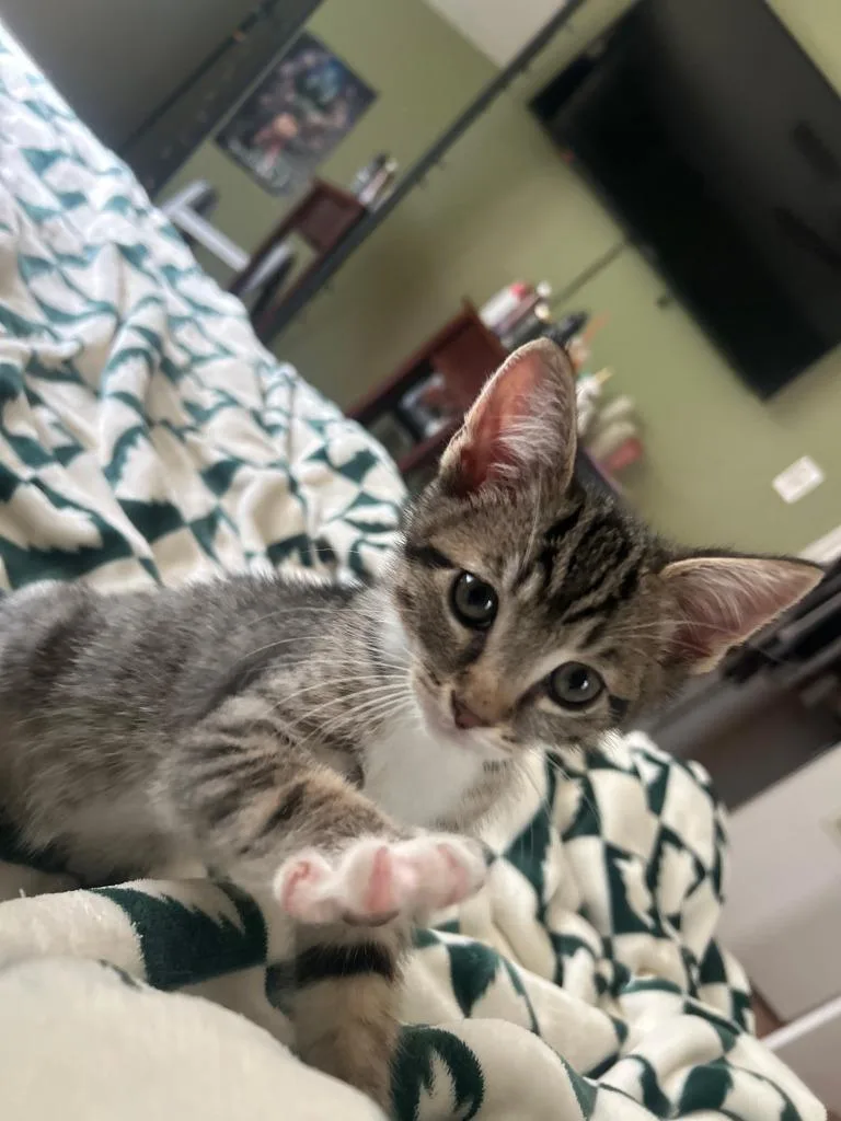 A baby medium-sized female Domestic Short Hair cat named B Leni for adoption in Windsor, CT