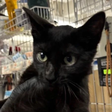 A baby small-sized female Black Domestic Short Hair cat named Ava for adoption in New York, NY