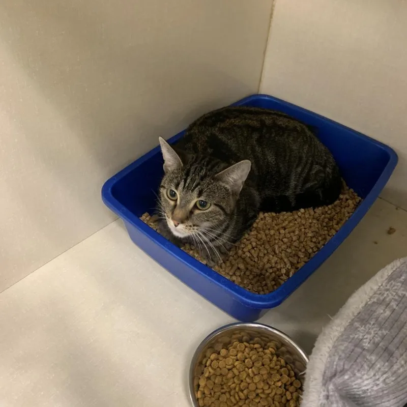 A young medium-sized female Gray / Blue / Silver Domestic Short Hair cat named Rue for adoption in Dickinson, TX