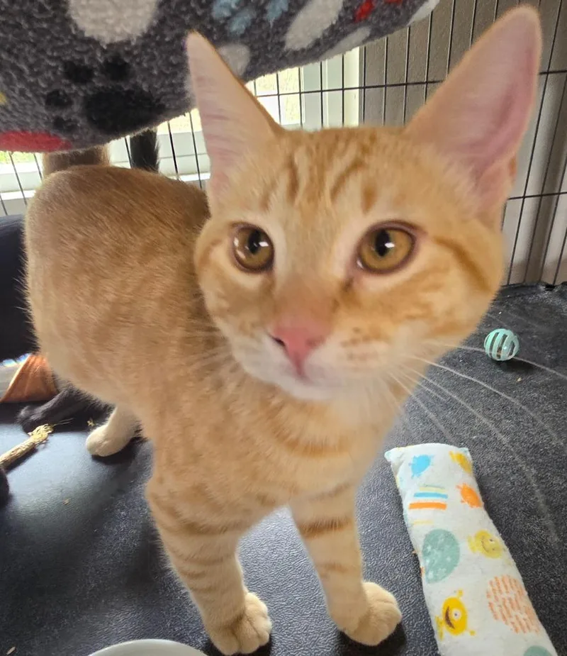 A baby medium-sized male Domestic Short Hair cat named Mars for adoption in Shelton, WA