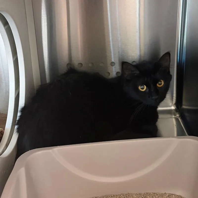 A young medium-sized female Domestic Short Hair cat named Carousel Carly for adoption in Norman, OK