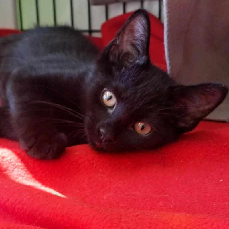 A baby small-sized male Black Domestic Short Hair cat named Vermilion for adoption in Chicago, IL