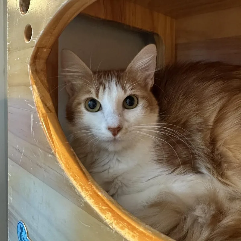 Clementine thumbnail 2