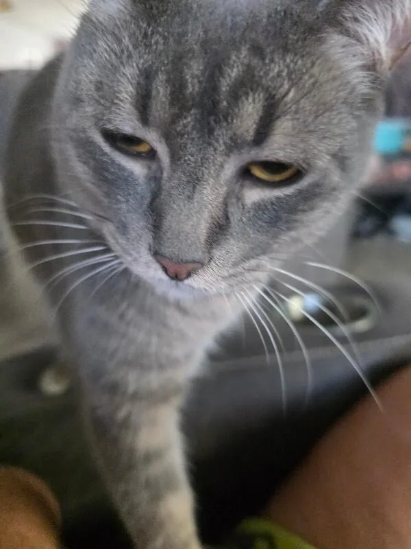 An adult medium-sized male Tabby (Gray / Blue / Silver) Domestic Short Hair cat named Juniper for adoption in Kennewick, WA