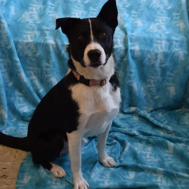 A young medium-sized male Black Border Collie dog named Chuck for adoption in Eureka, CA