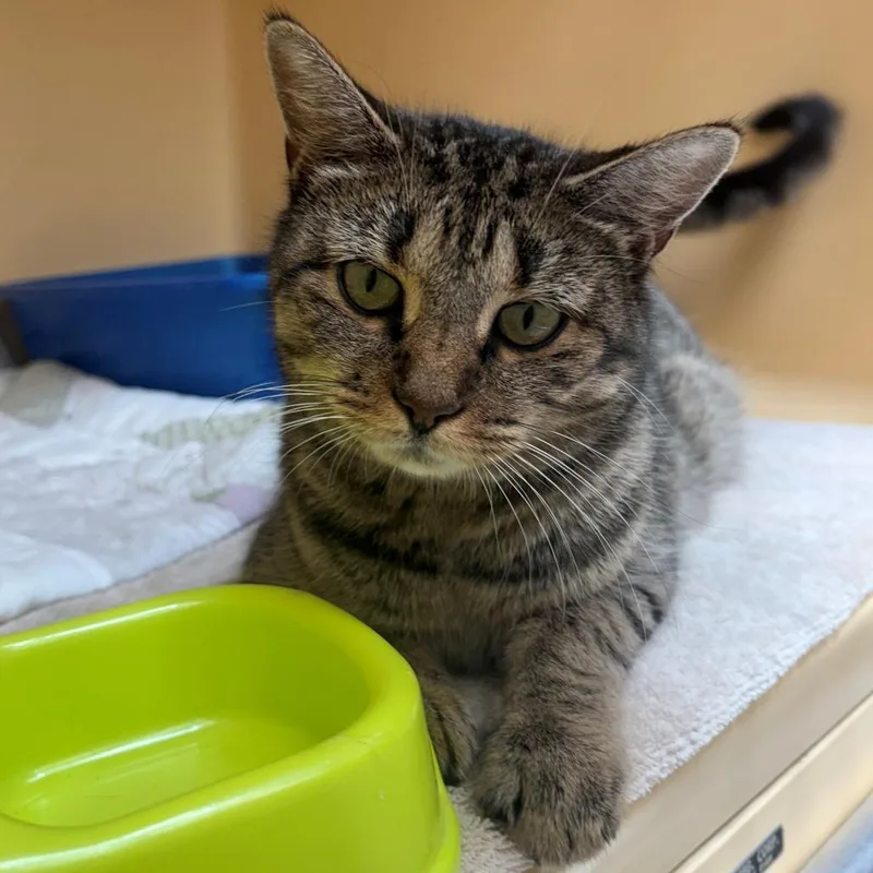 An adult large-sized female Brown / Chocolate Domestic Short Hair cat named Victoria for adoption in East Hanover, NJ