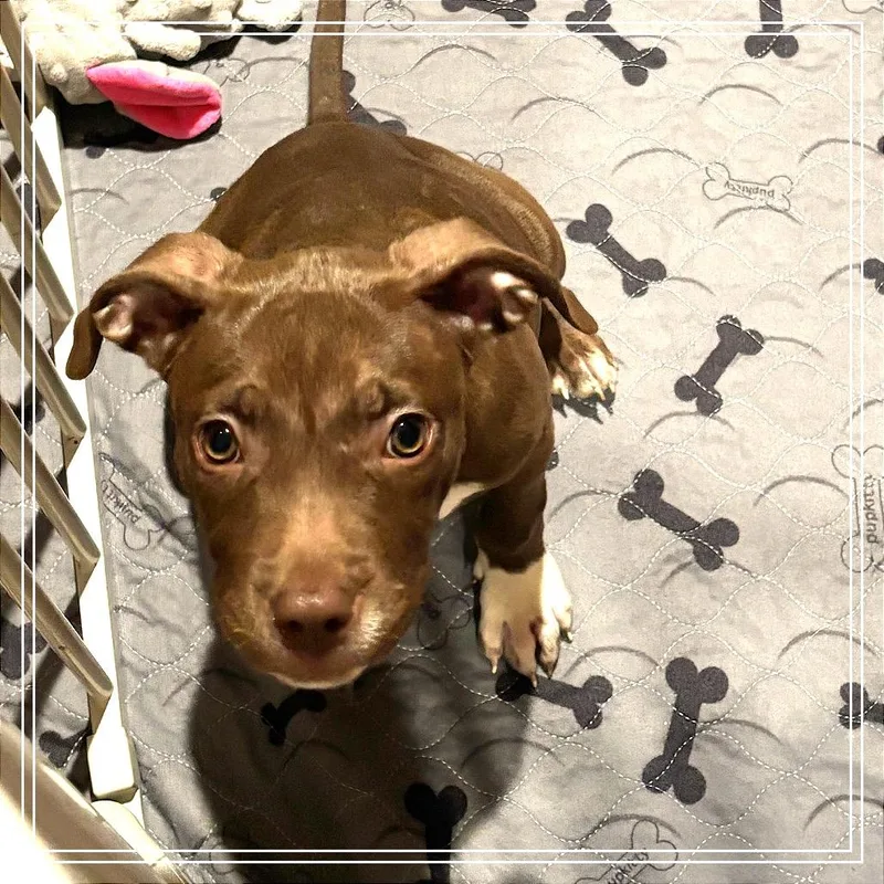 A baby medium-sized female American Staffordshire Terrier dog named Cheyenne for adoption in Monroe, MI