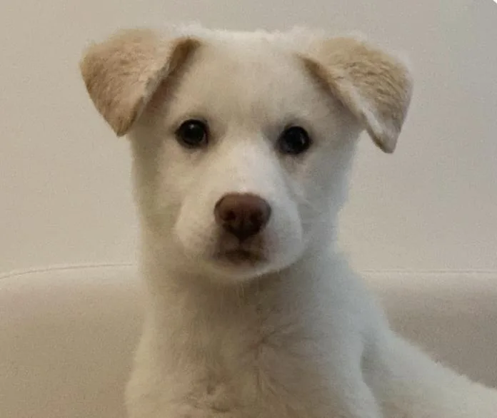 A baby medium-sized female Jindo dog named Baekah for adoption in San Ramon, CA