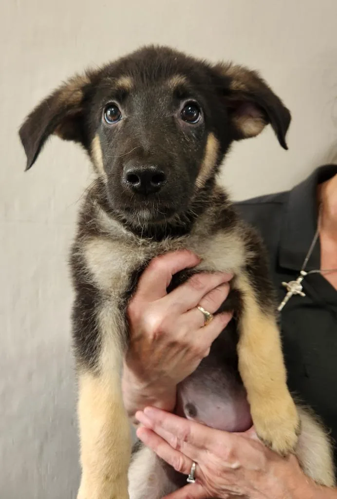 A baby medium-sized male Shepherd dog named Honor for adoption in Walnutport, PA