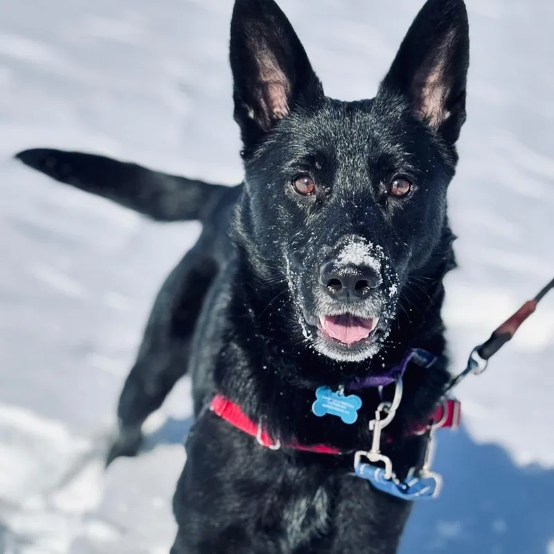 Scrabble thumbnail 2