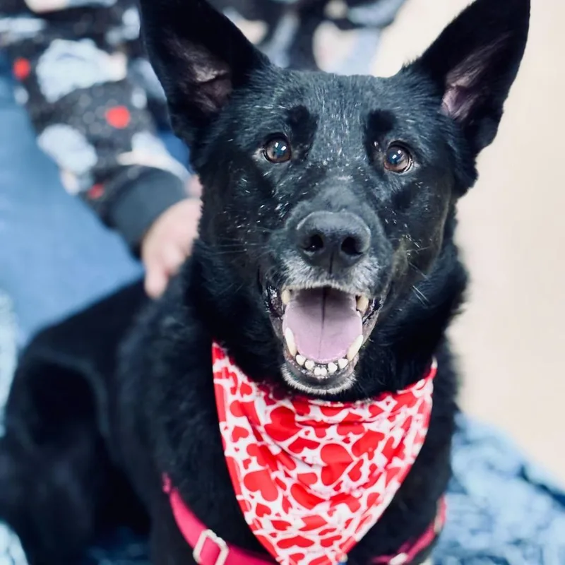 Scrabble thumbnail 5