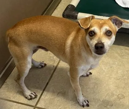 An adult small-sized male Mixed Breed dog named Mocha for adoption in Honolulu, HI