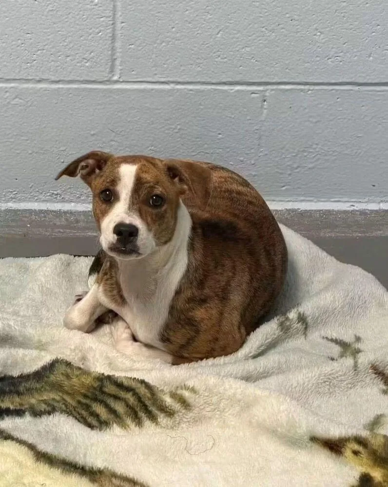 A baby medium-sized female Labrador Retriever dog named Sugar for adoption in Statesville, NC