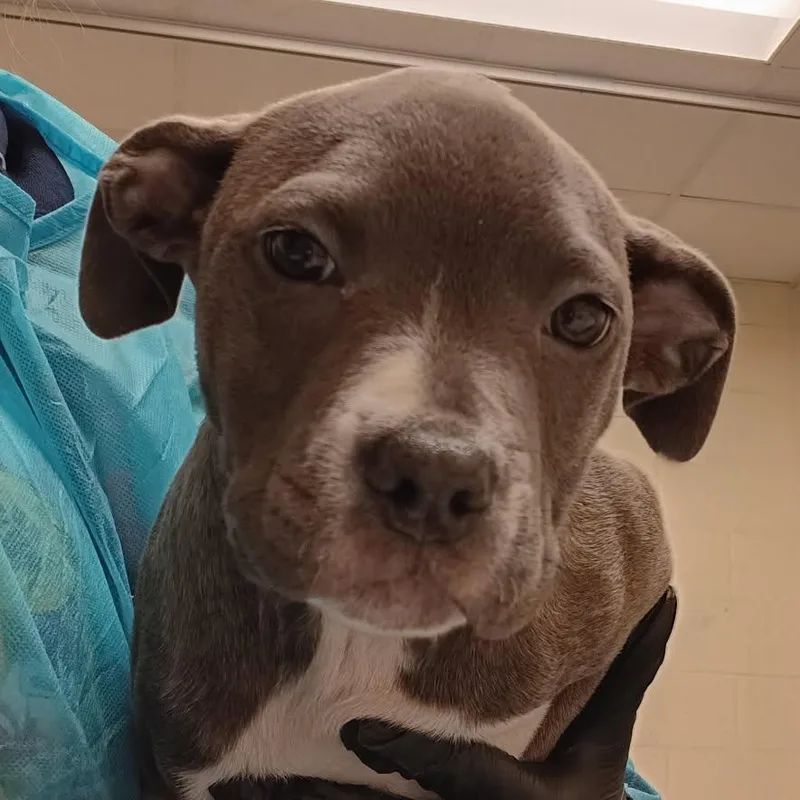 A young small-sized female Gray / Blue / Silver Mixed Breed dog named Dove for adoption in Memphis, TN