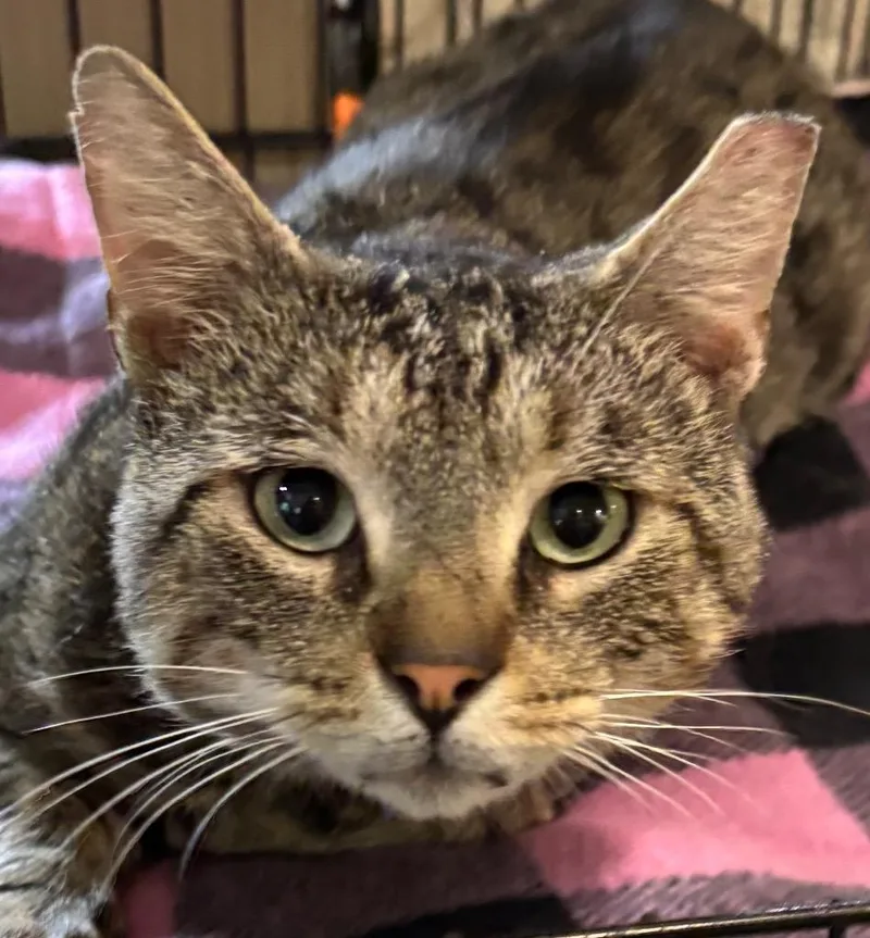 A young large-sized male Domestic Short Hair cat named Axel for adoption in Elizabethton, TN
