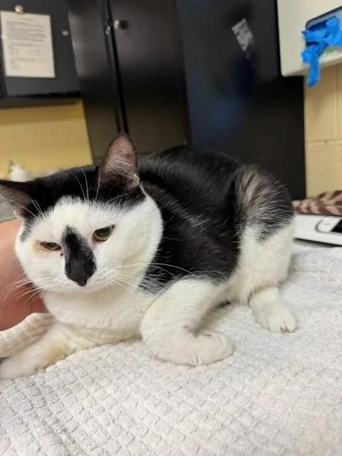 A young medium-sized male Domestic Short Hair cat named Halo for adoption in Cookeville, TN
