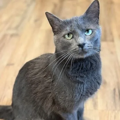 An adult medium-sized female Gray / Blue / Silver Domestic Short Hair cat named Church for adoption in Renfrew, PA