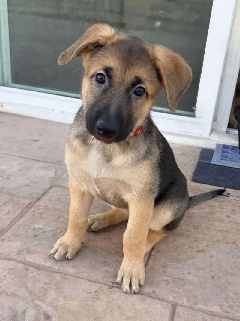 A baby medium-sized female Bicolor German Shepherd Dog dog named Roxy for adoption in Newport Beach, CA