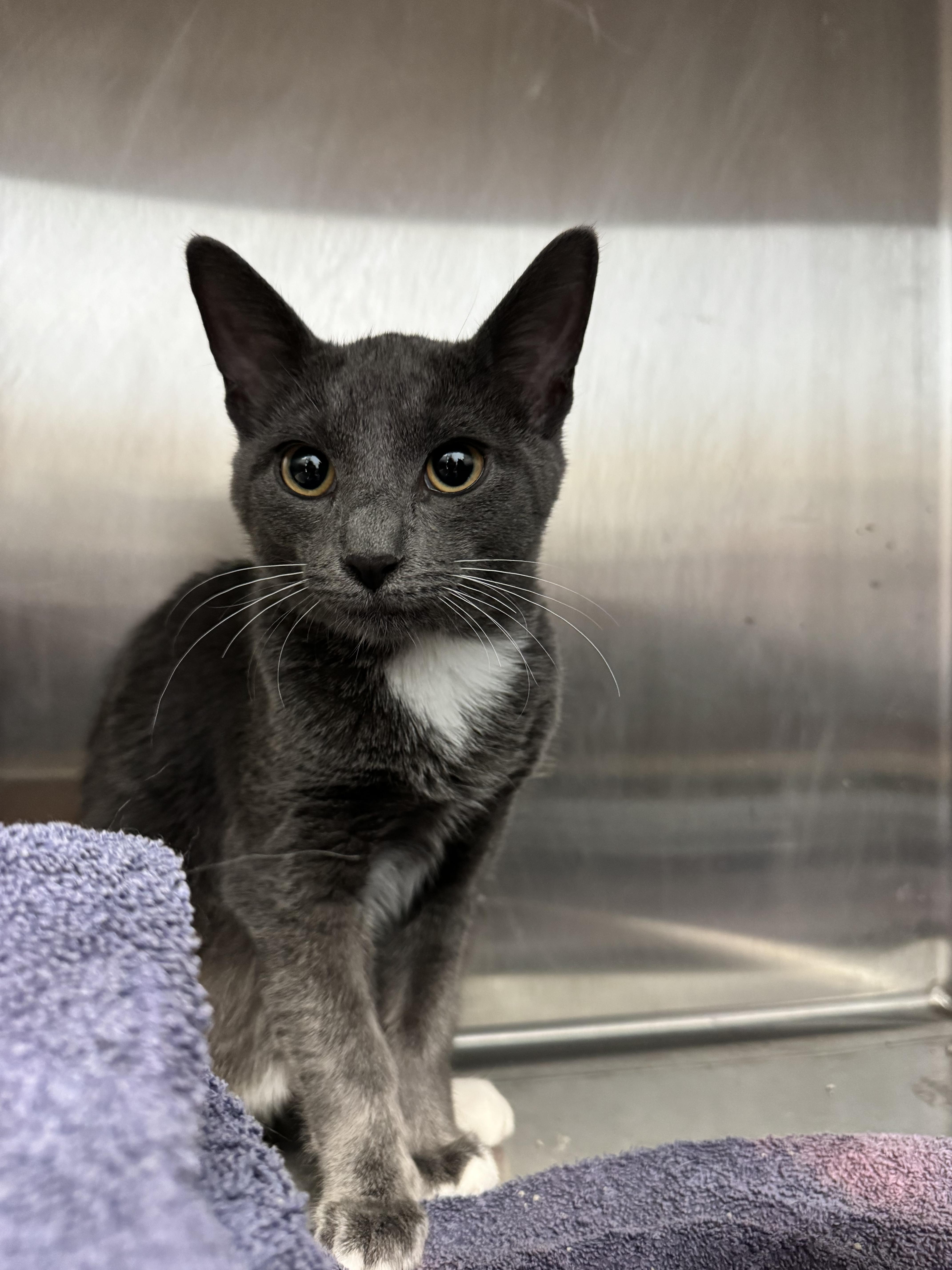 A baby medium-sized male Domestic Short Hair cat named Bud for adoption in Grand Rapids, MI