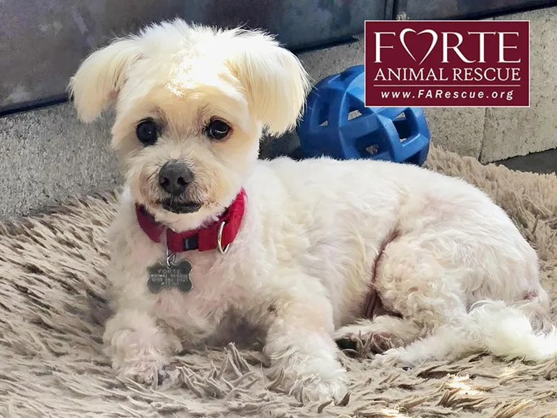 Snowball thumbnail 2