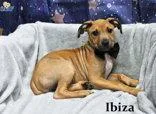 Ibiza thumbnail 2