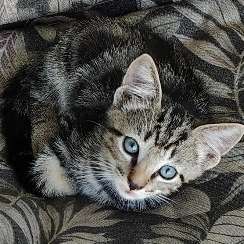 Francis