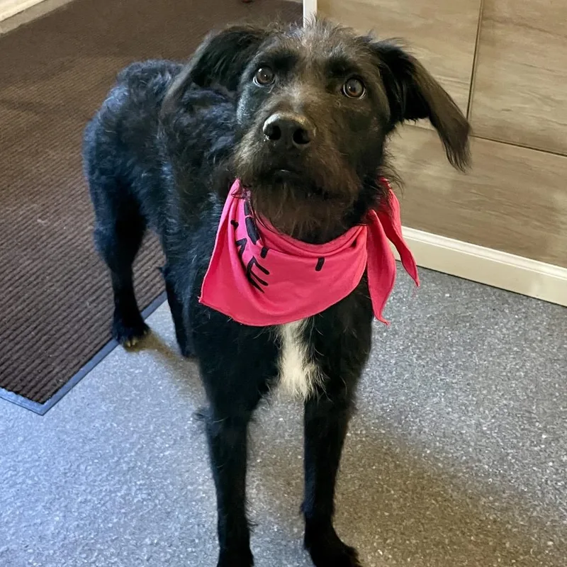 A young medium-sized female Black Wirehaired Terrier dog named Franny for adoption in Metamora, MI