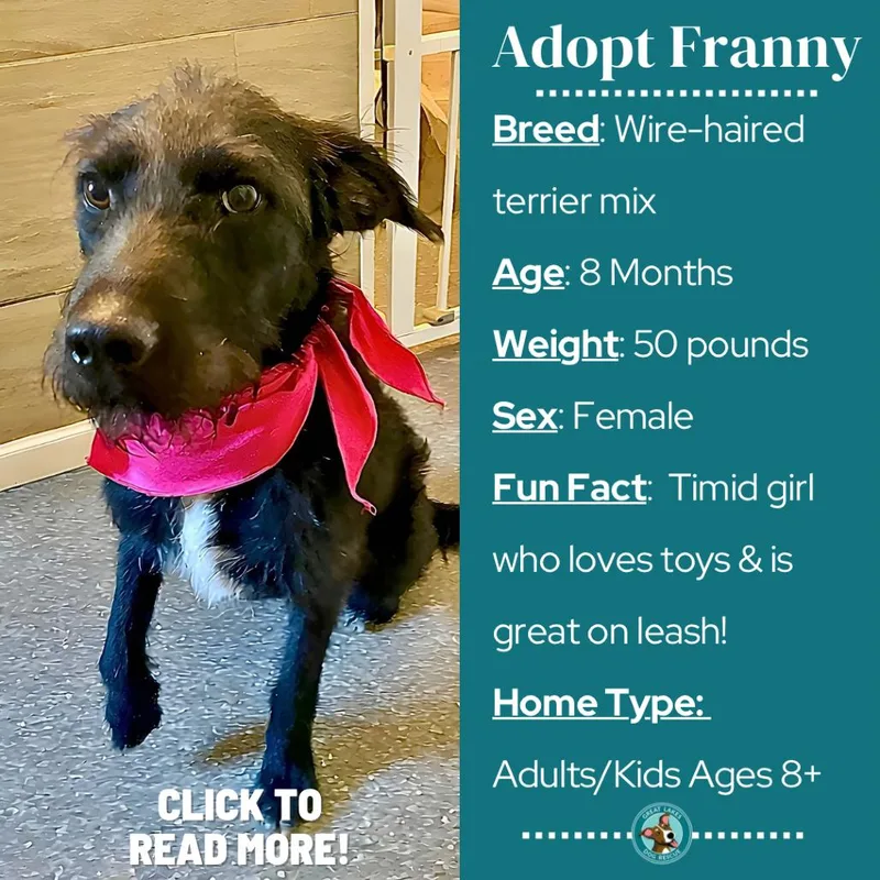 Franny thumbnail 2