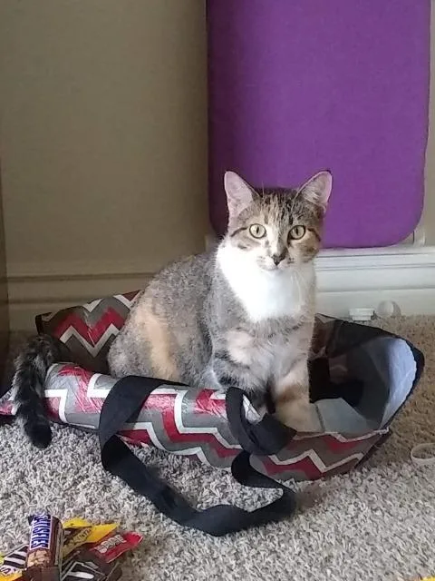 An adult medium-sized female Domestic Short Hair cat named Matilda for adoption in Salt Lake City, UT